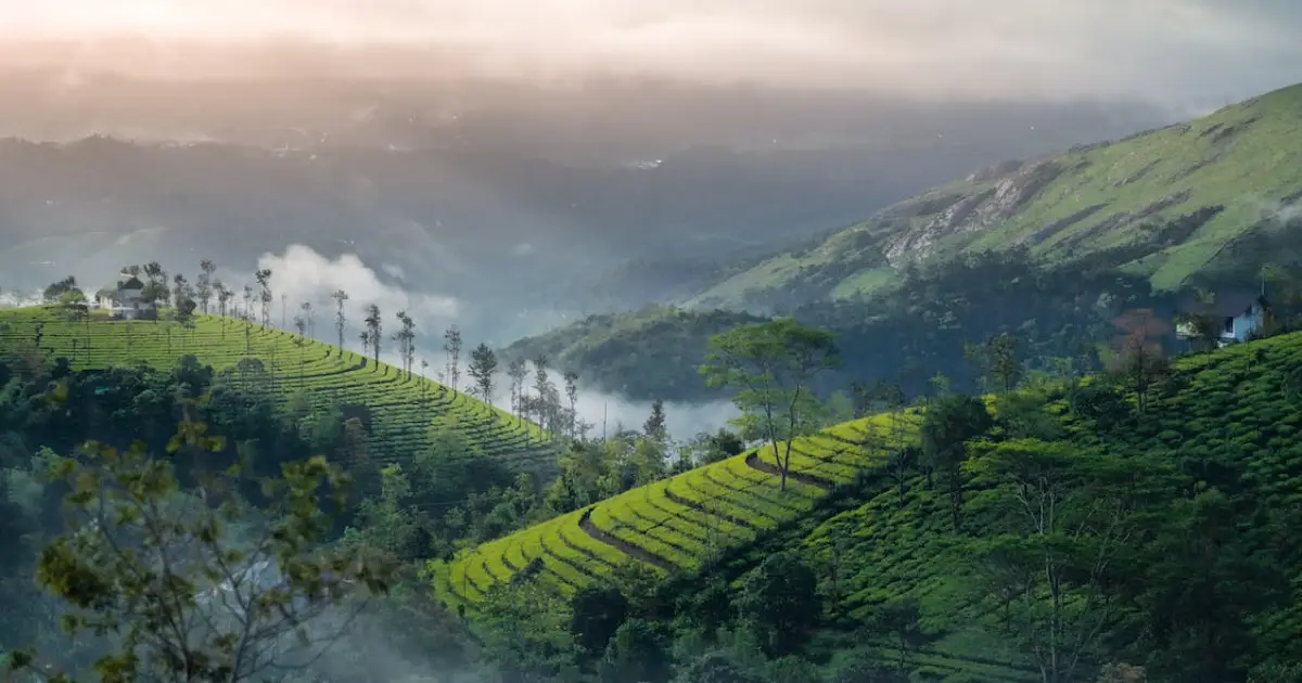 Lush tea plantations in Munnar, Kerala, a popular travel destination for nature lovers.